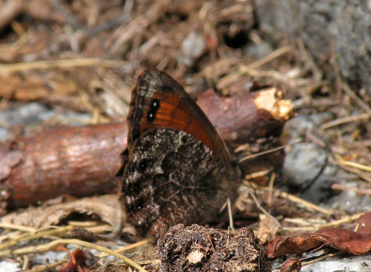 Potrebbe essere  Erebia aethiops?